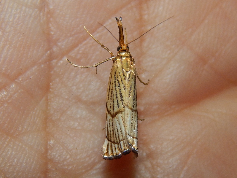 Crambidae da ID